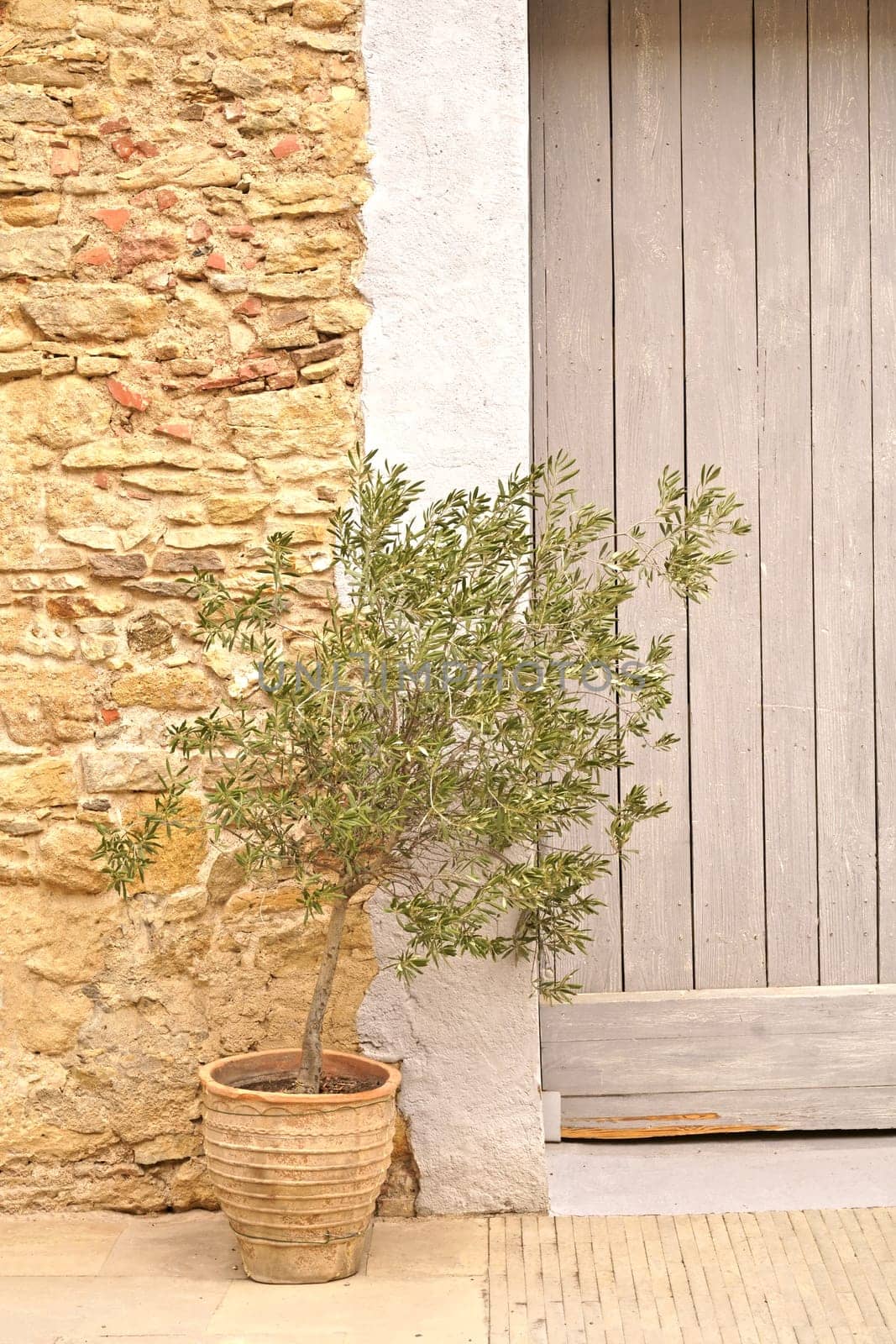 Coast of the Costa Brava. Catalonia. Old village in Spain. Charming old streets. Typical village with beautiful stone houses. Olive tree growing in a pot near the house by aprilphoto