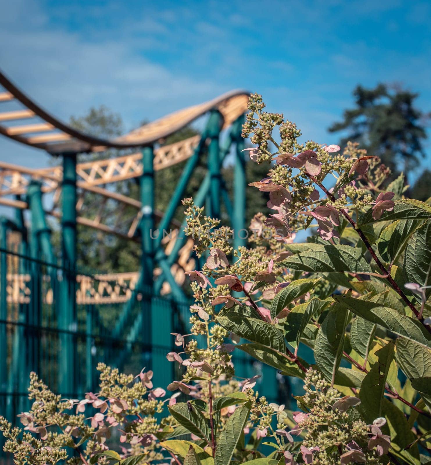 Amusement park rides with a blue sky and flowers bush concept photo. Blooming fuchsia by _Nataly_Nati_