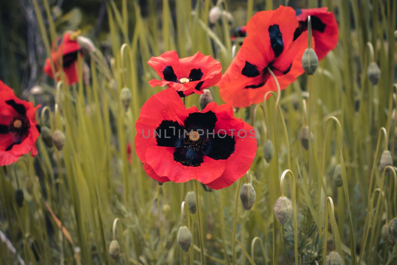 Close uppoppy flower meadows landscape concept photo. Countryside at spring season. Garden blossom background