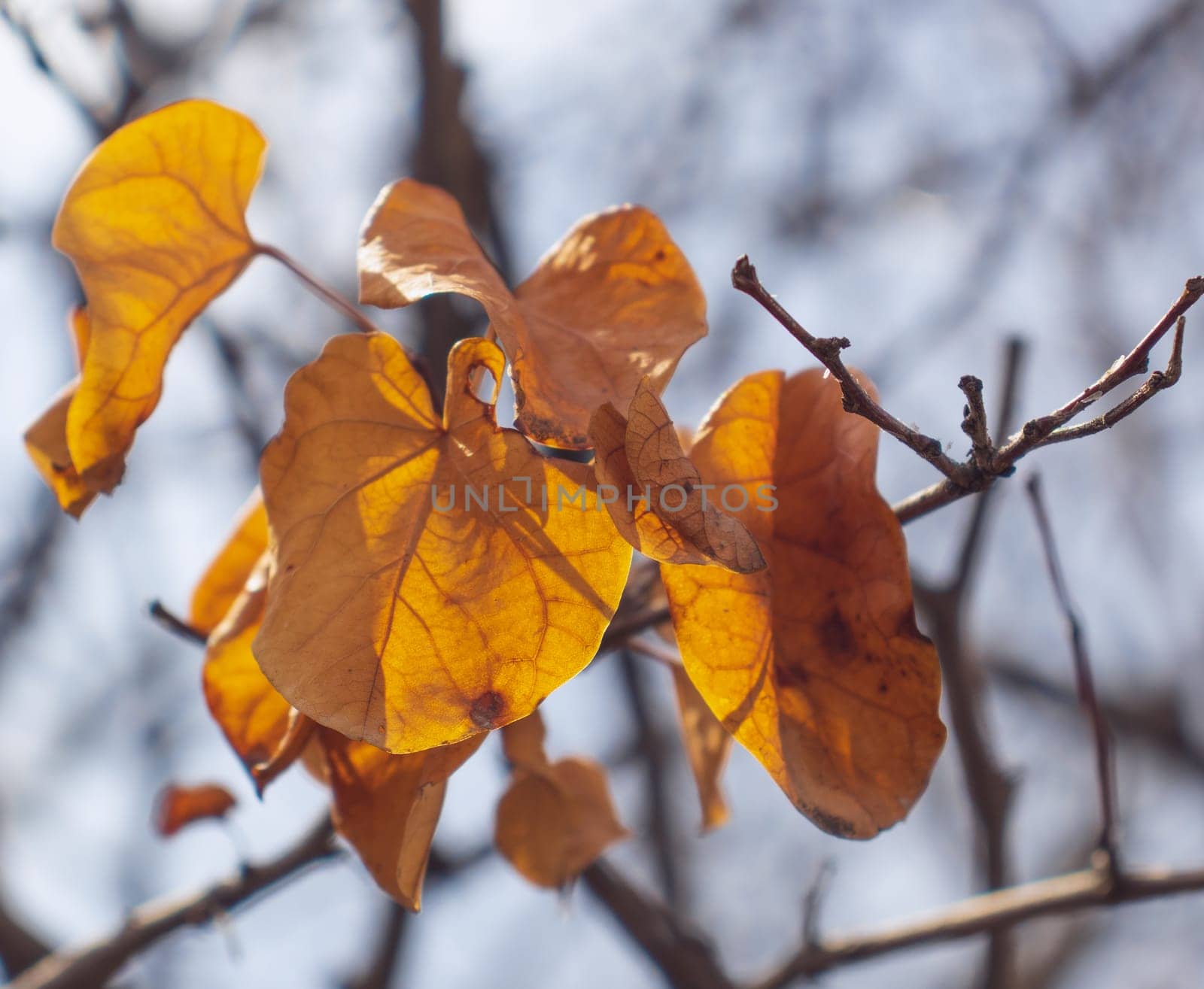 Close up branch with orange leaves, autumn background. Front view photography with blurred background. by _Nataly_Nati_