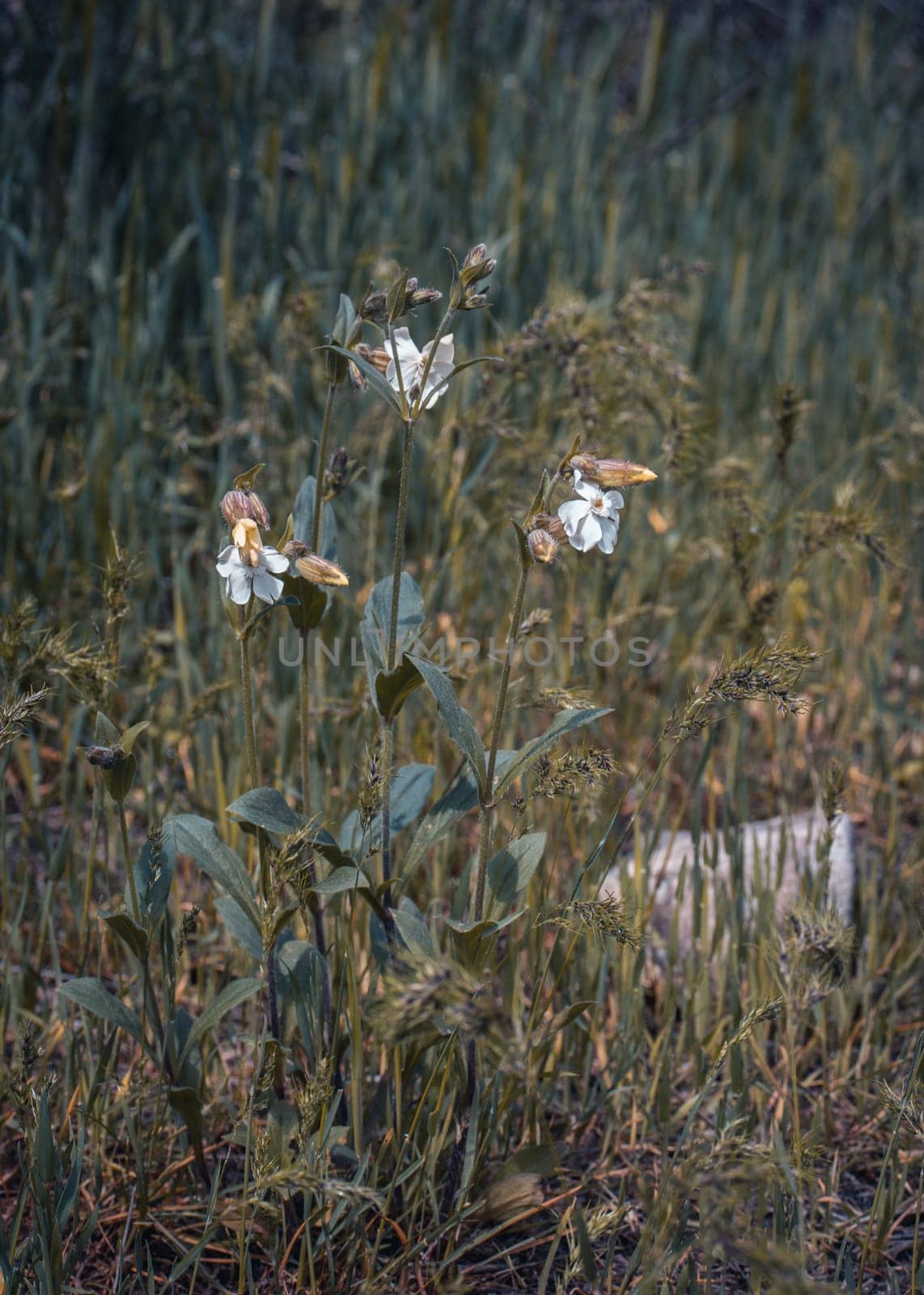 White wildflowers in summer meadow concept photo. by _Nataly_Nati_