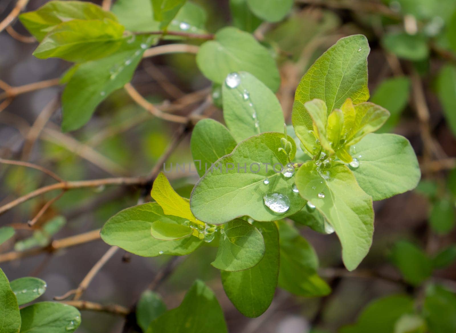 Close up twig with young leaves concept photo. Young branches, stems in springtime. Front view photography with blurred background. High quality picture