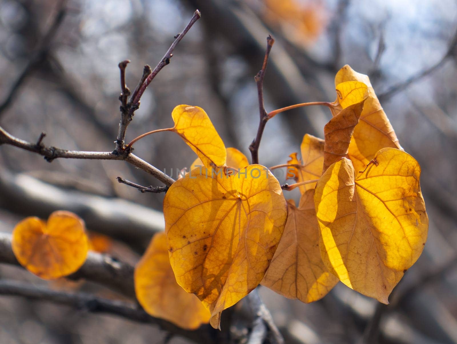 Close up branch with orange leaves, autumn background. Front view photography with blurred background. by _Nataly_Nati_