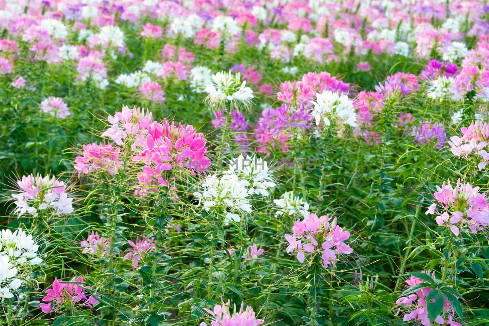 Cleome spinosa flower field blooms brilliantly in eco-tourism area. by Gamjai