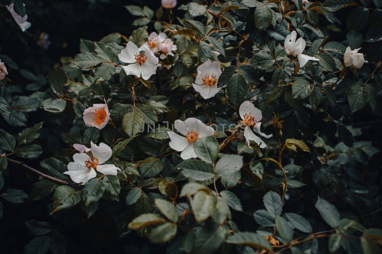 Spring rose flower buds under rain concept photo. Growing Rosa canina in thevgarden. Front view photography with blurred magical background. High quality picture for wallpaper