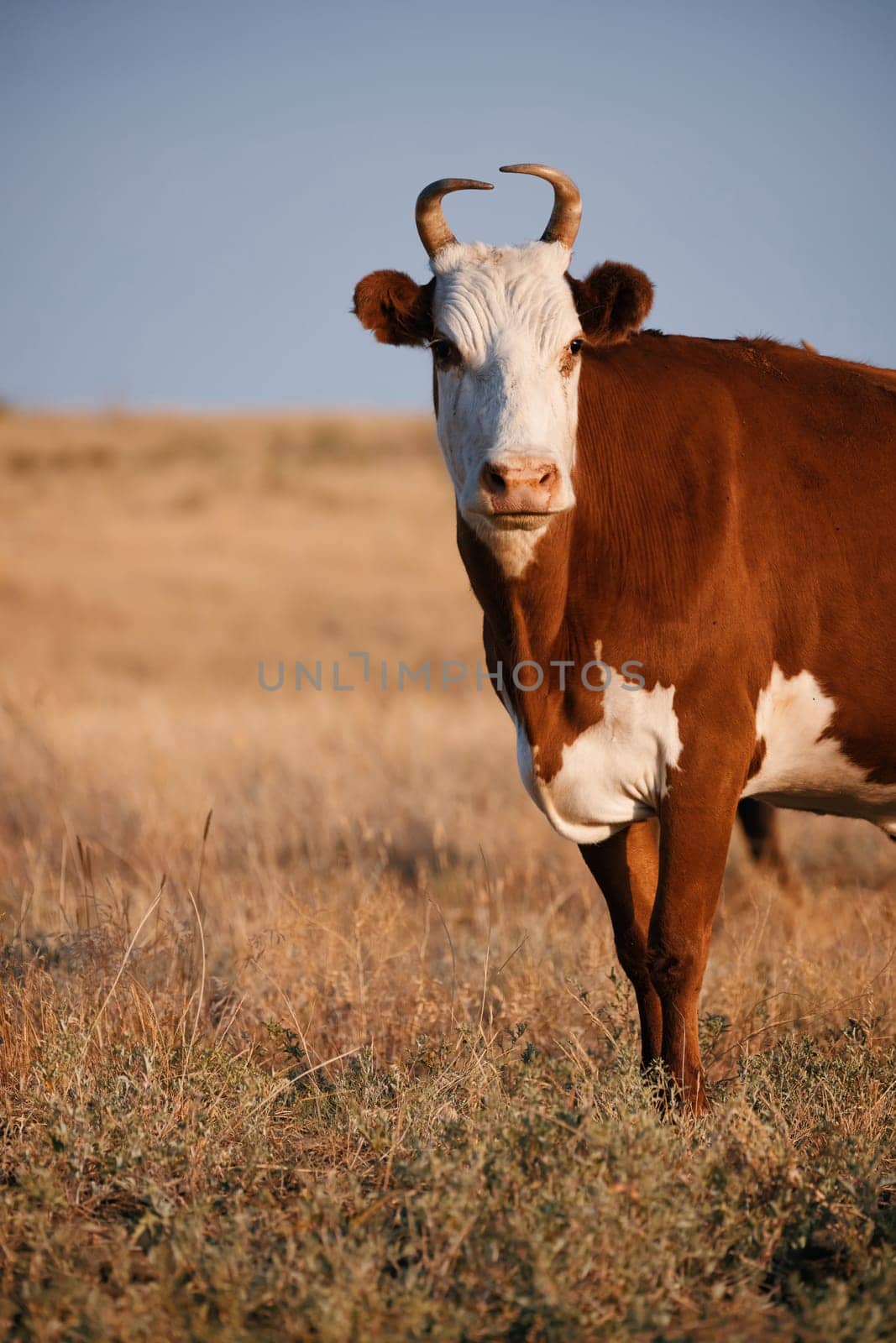 Cow graze in the meadow. Autumn grass, closing of the pasture season. Cow in a meadow, grazing.