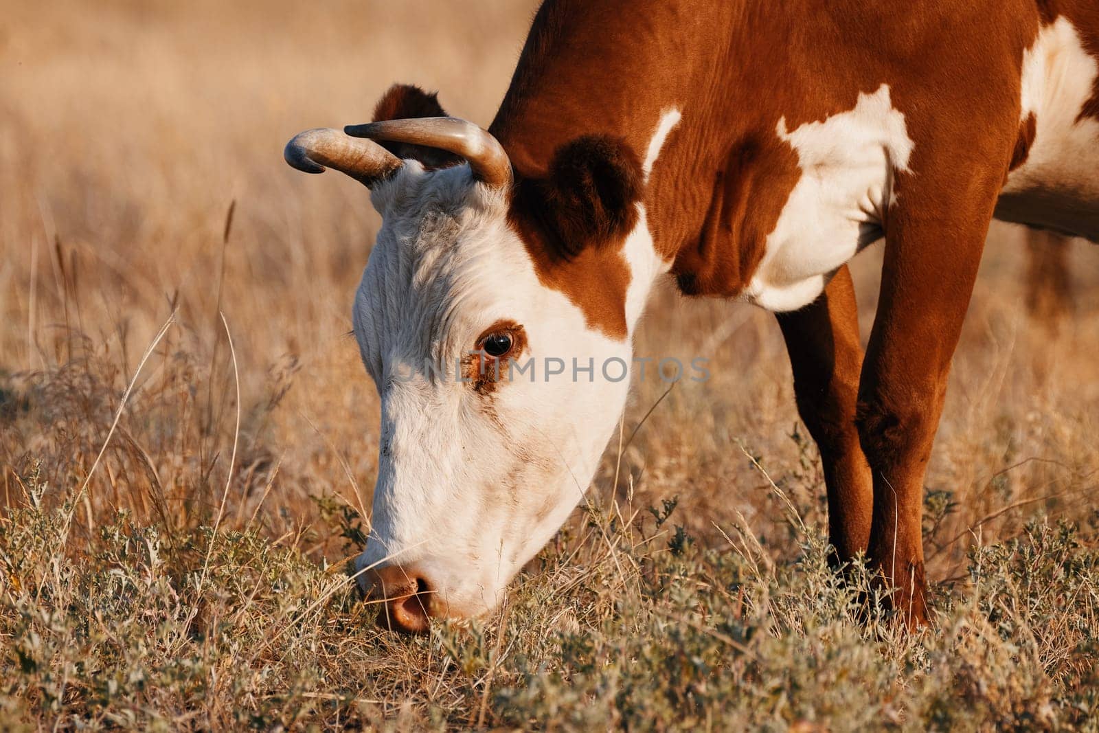 Cow graze in the meadow. Autumn grass, closing of the pasture season. Cow in a meadow, grazing.