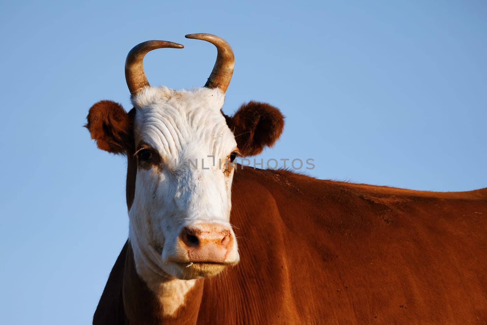 Portrait of a beautiful cow against a blue sky. The most useful animal on the farm.