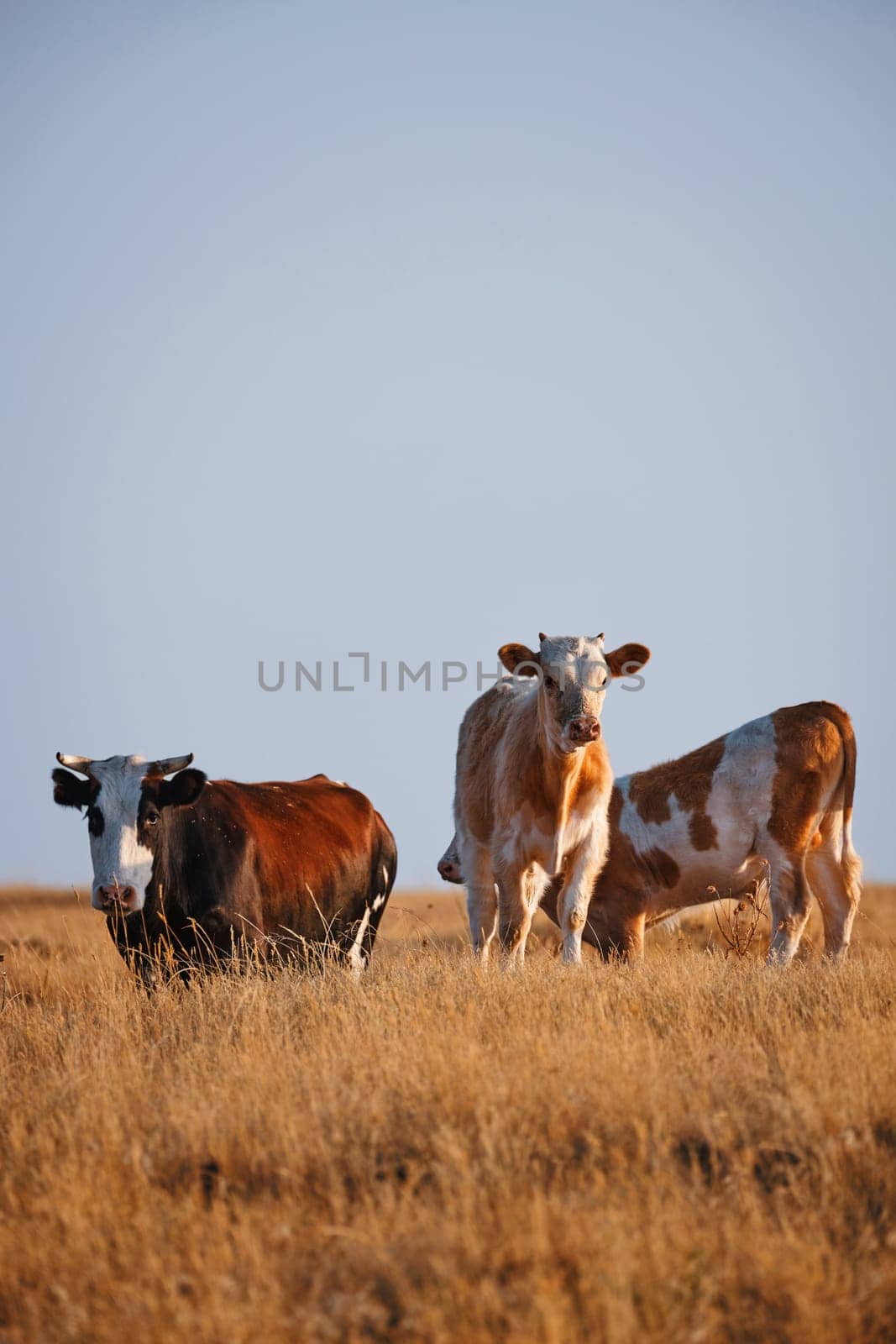 Cows graze in the meadow. Autumn grass, closing of the pasture season. Cows in a meadow, grazing by EvgeniyQW