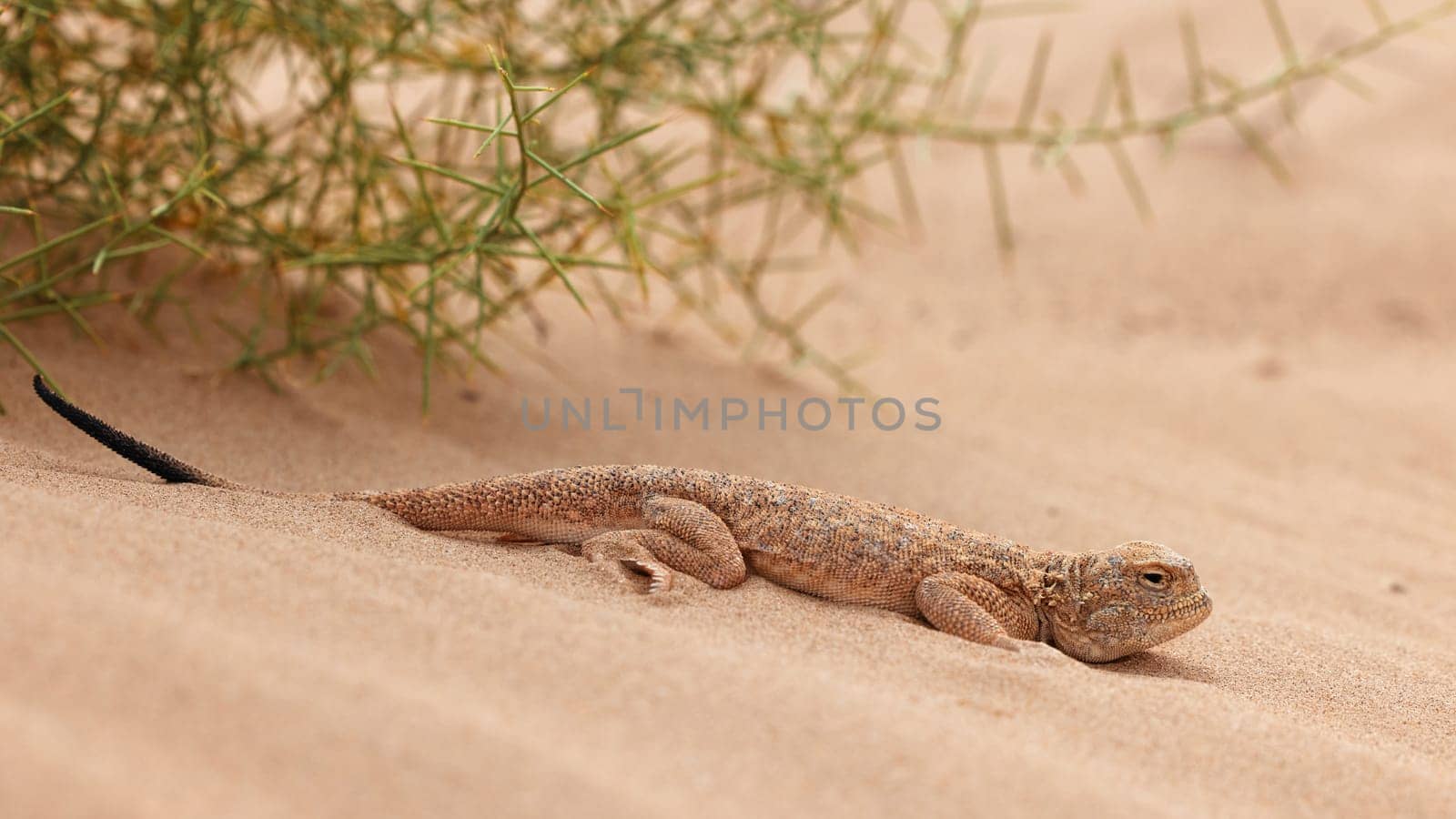 Toad-headed agama, Phrynocephalus mystaceus. Calm desert roundhead lizard on the sand in its natural environment. A living dragon of the desert Close up. incredible desert lizard by EvgeniyQW