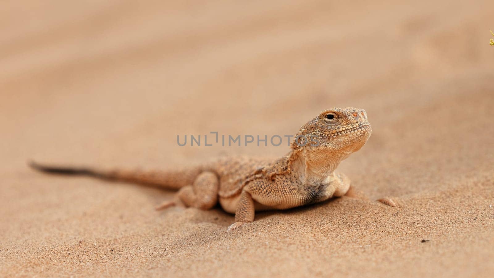 Toad-headed agama, Phrynocephalus mystaceus. Calm desert roundhead lizard on the sand in its natural environment. A living dragon of the desert Close up. incredible desert lizard by EvgeniyQW