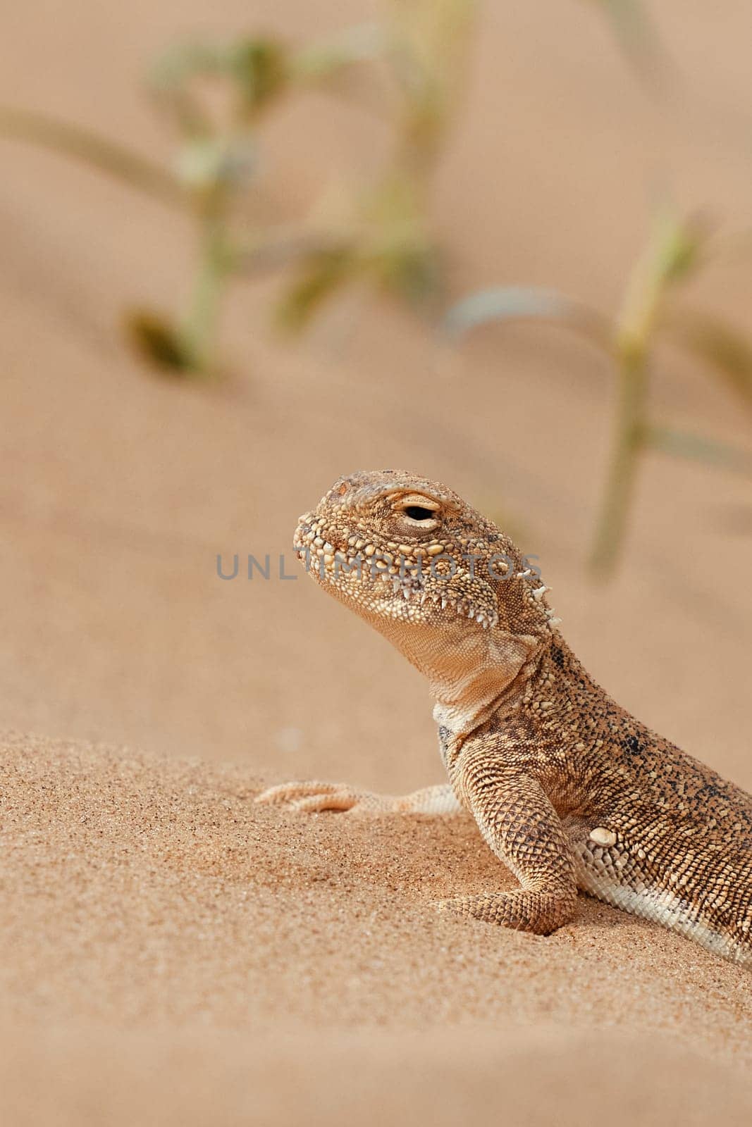 Toad-headed agama, Phrynocephalus mystaceus. Calm desert roundhead lizard on the sand in its natural environment. A living dragon of the desert Close up. incredible desert lizard by EvgeniyQW