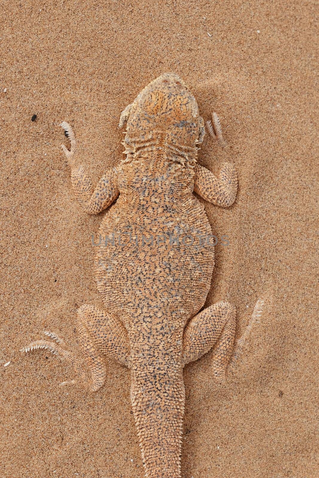 Toad-headed agama Phrynocephalus mystaceus, burrows into the sand in its natural environment. A living dragon of the desert Close up. incredible desert lizard.