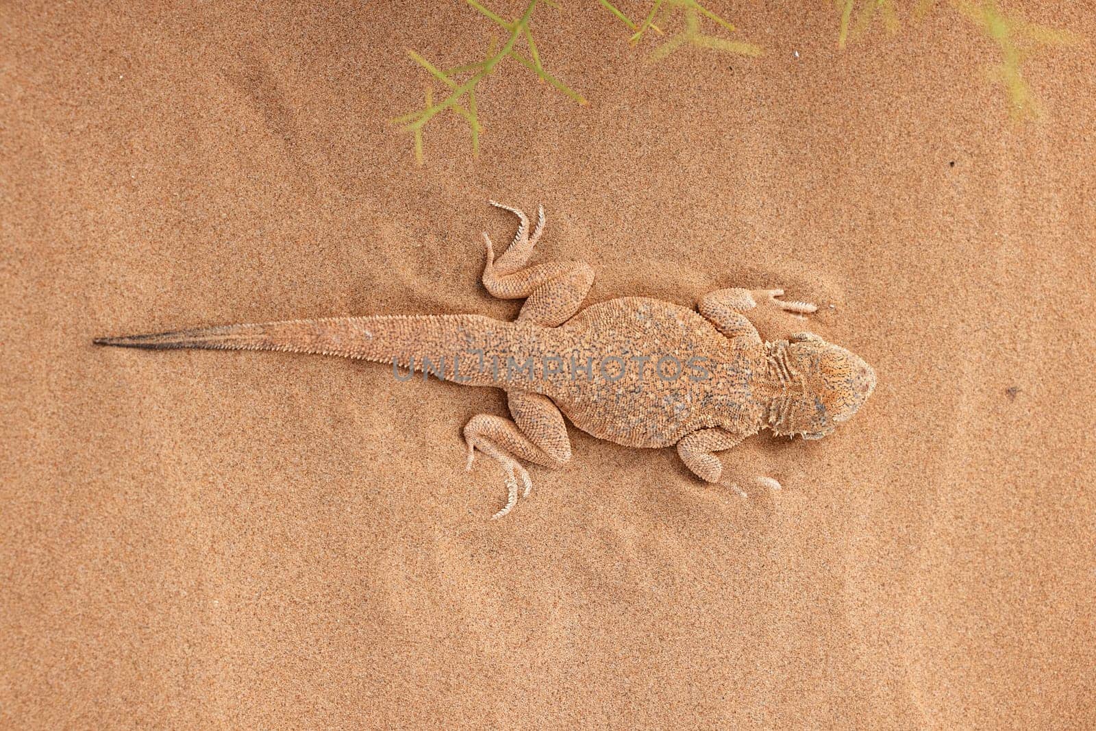 Toad-headed agama Phrynocephalus mystaceus, burrows into the sand in its natural environment. A living dragon of the desert Close up. incredible desert lizard by EvgeniyQW