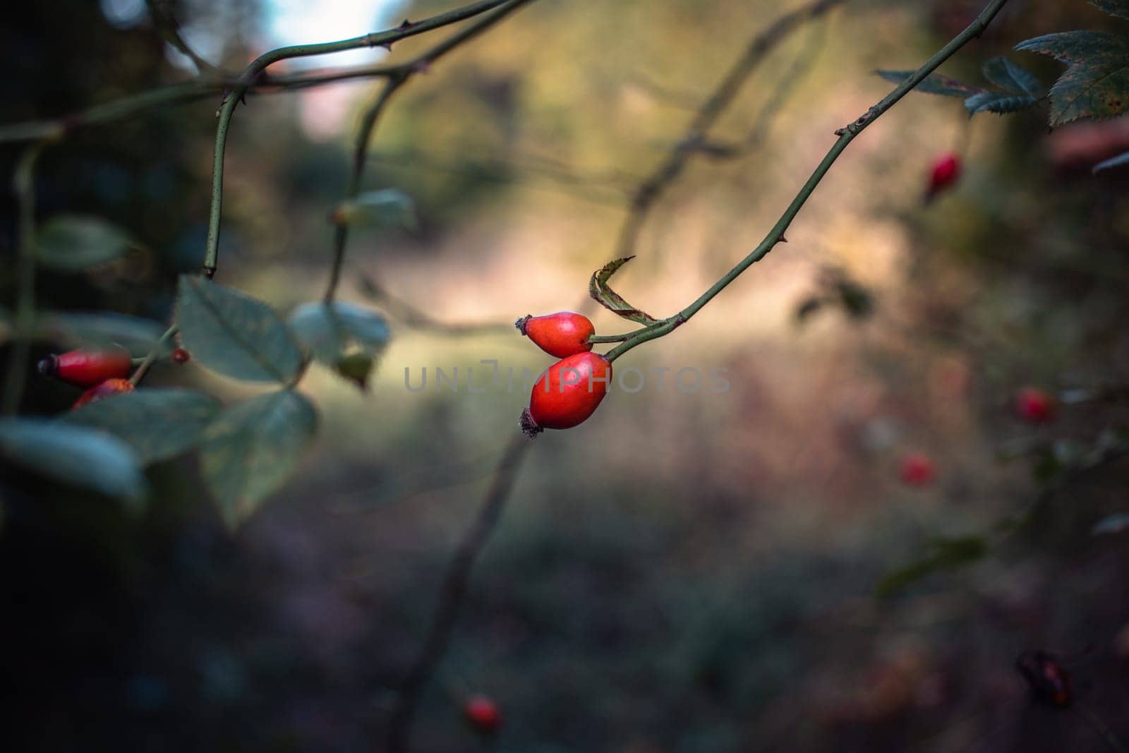 Close up berries of a dog rose concept photo. Rosa canina in thevgarden. Hips bush with ripe berries. Front view photography with blurred magical background. High quality picture for wallpaper