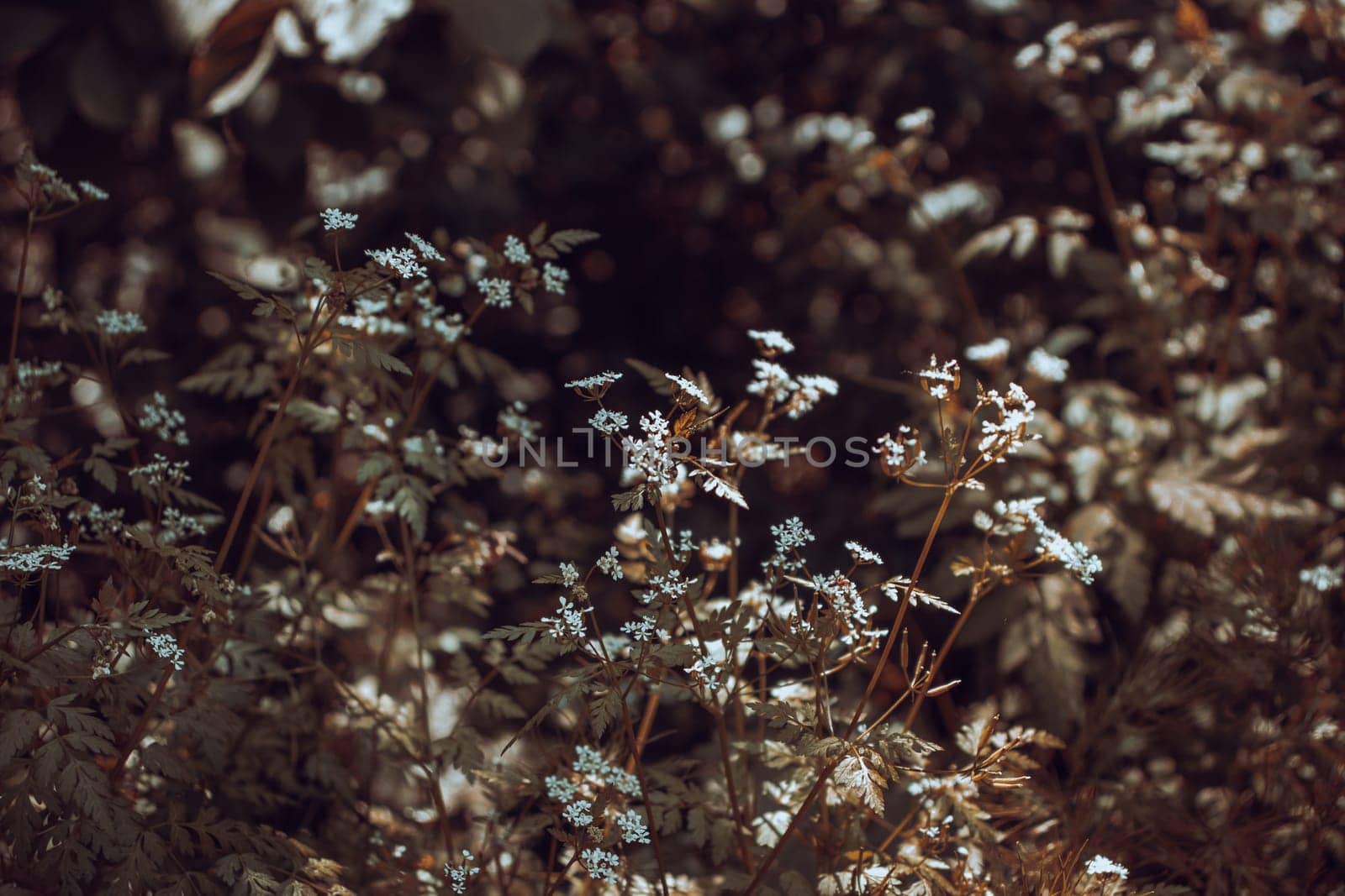 Close up meadow flowers under sunlight concept photo. Front view Hogweed or cow parsnip flowers photography. High quality picture for wallpaper, travel blog