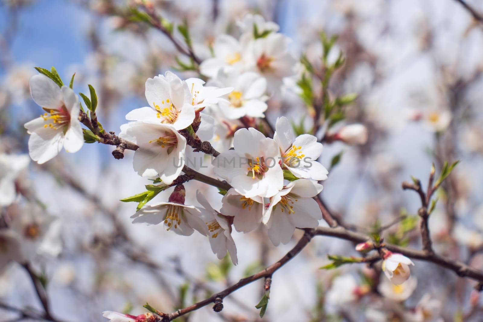 Close up blooming white flowers on tree concept photo. Blossom festival in spring. Photography with blurred background. by _Nataly_Nati_