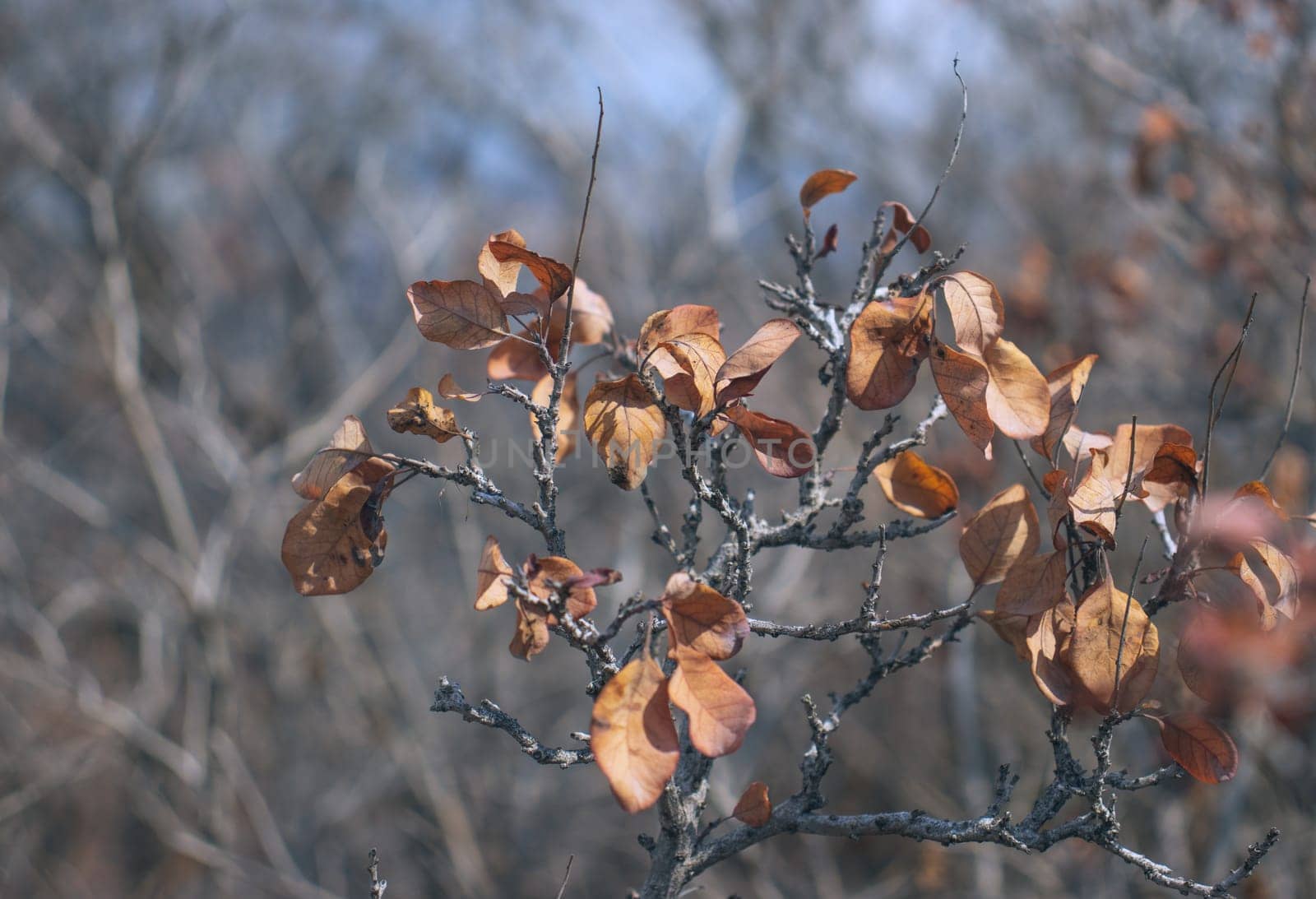 Branch and foliage in autumn concept photo. Front view photography with blurred background. by _Nataly_Nati_