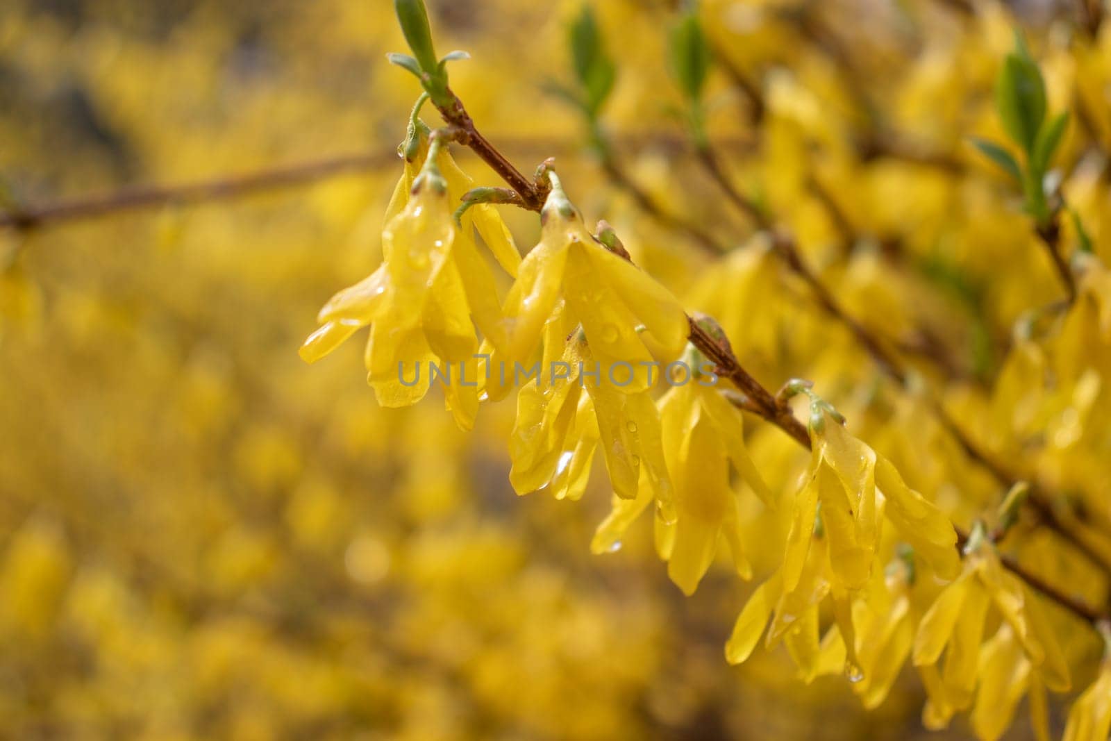 Close up bush of yellow flowers of Forsythia plant concept photo. Easter tree. Blurred background. Golden bell. Yellow flower on a branch. The beauty of spring nature.
