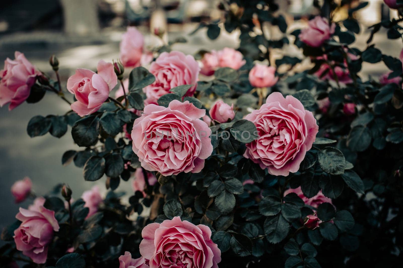 Close up rose flower buds in the city park concept photo. by _Nataly_Nati_