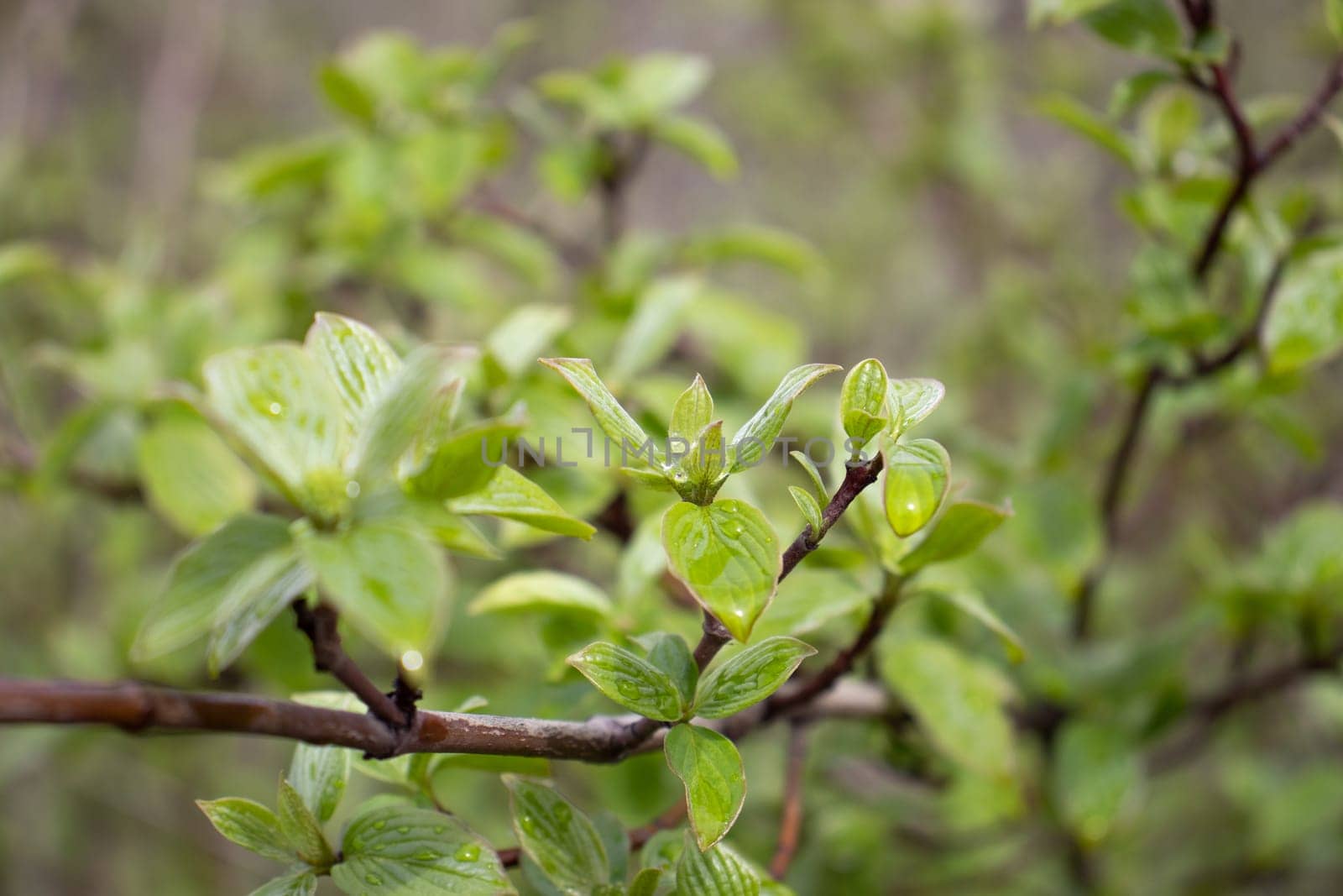 Close up twig with young leaves and rain drops concept photo. Young branches, stems in springtime. by _Nataly_Nati_