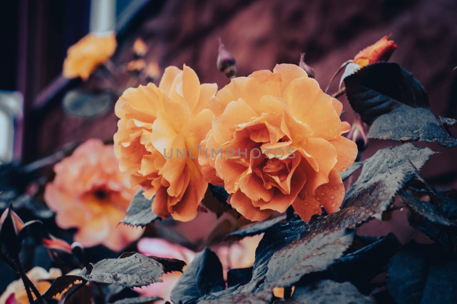 Close up rose blossom flower with raindrops concept photo. Growing flowers in garden. Front view photography with blurred magical background. High quality picture for wallpaper