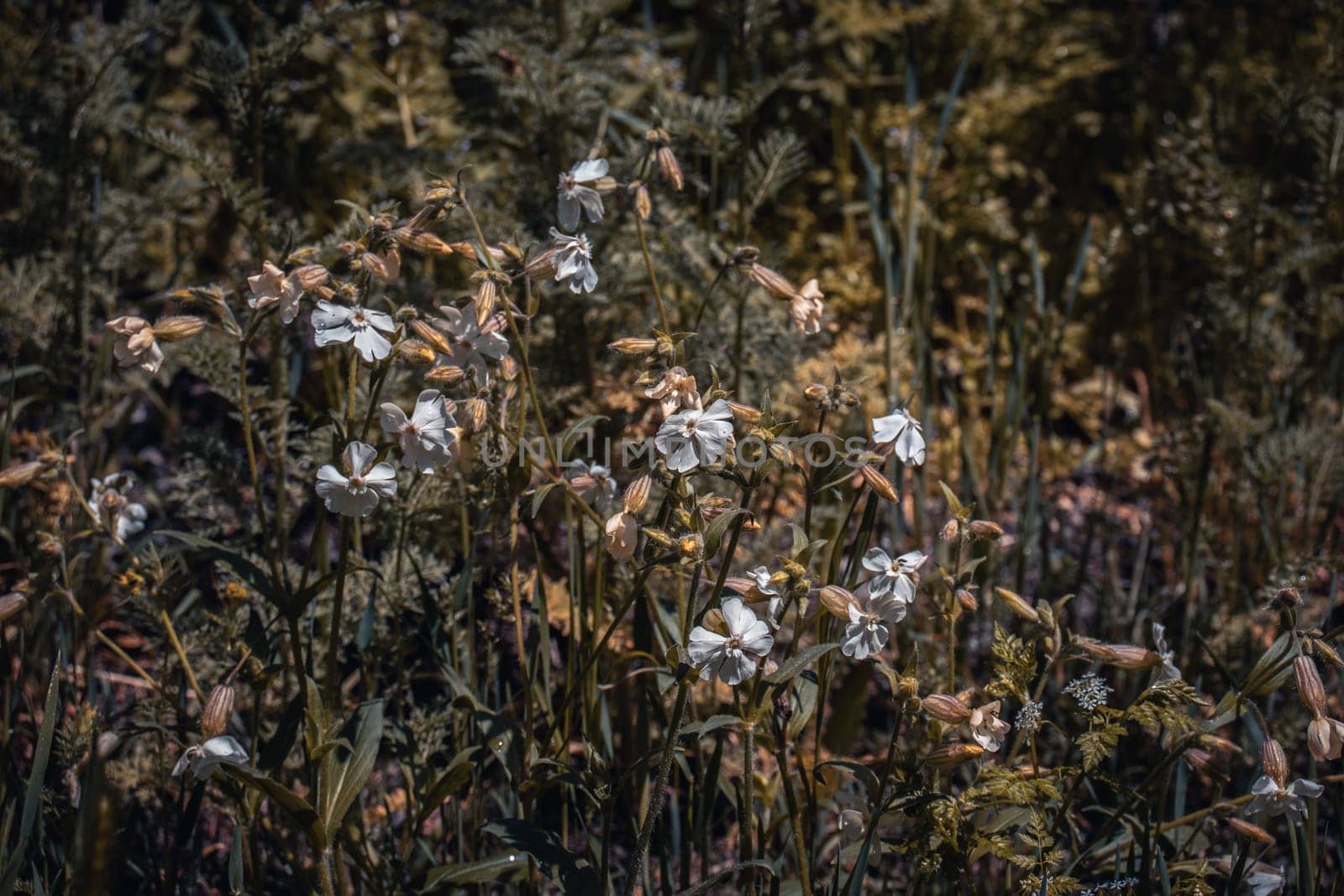 Colorful wildflowers in summer meadow concept photo. by _Nataly_Nati_