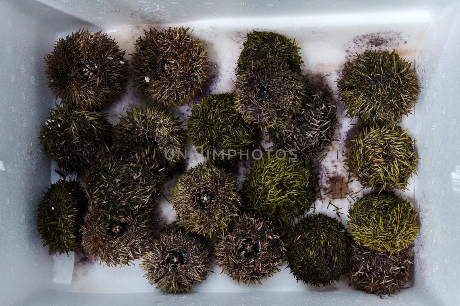 Sea Urchin. Fresh sea urchins border design, delicatessen food. Buying seafood at the supermarket by darksoul72
