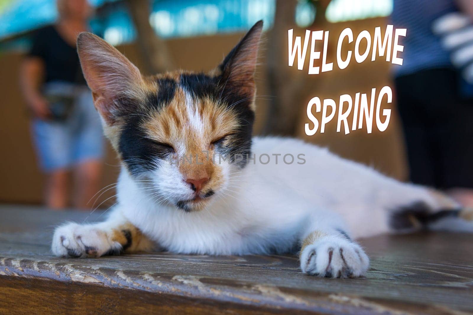 Graceful Feline Resting on a Wooden Surface. Welcome spring. Selective focus