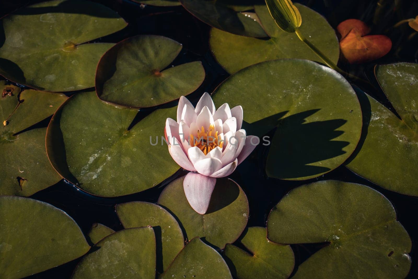 View of a garden pond with water lily and sleepy bug. Beautiful nature scenery photography. Idyllic scene. High quality picture for wallpaper, travel blog.