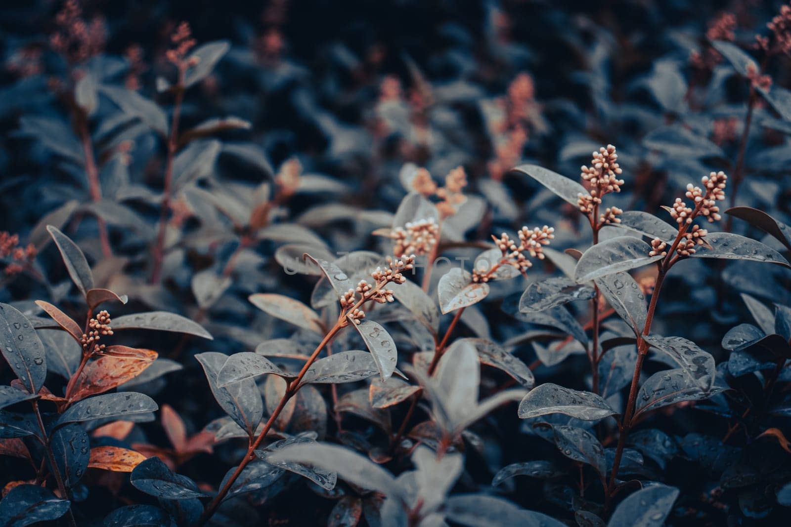 Close up dew drops on birch twigs concept photo. Young branches by _Nataly_Nati_