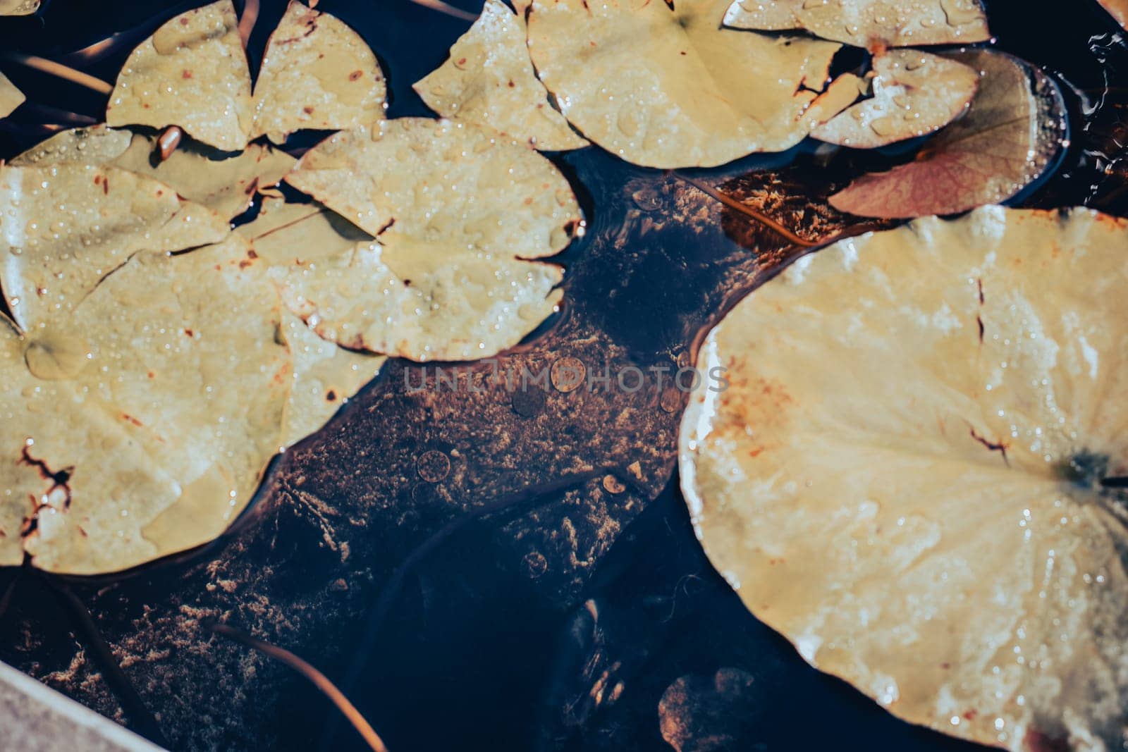 Close up water lily fountain with coins on the bottom concept photo. Aquatic flower leaves under sunlight. Beautiful nature scenery photography. Idyllic scene. High quality picture for wallpaper, travel blog.