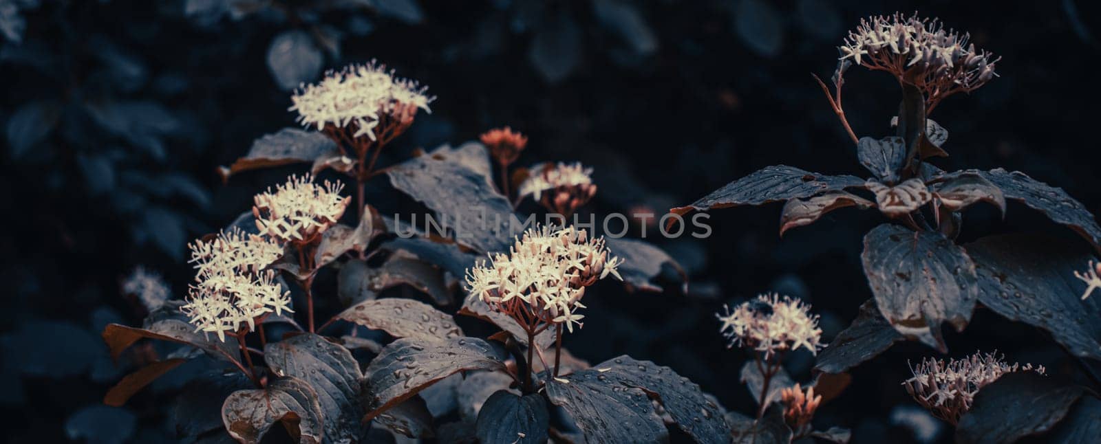 Blooming Choisya blossom flowers in the forest in spring concept photo. by _Nataly_Nati_