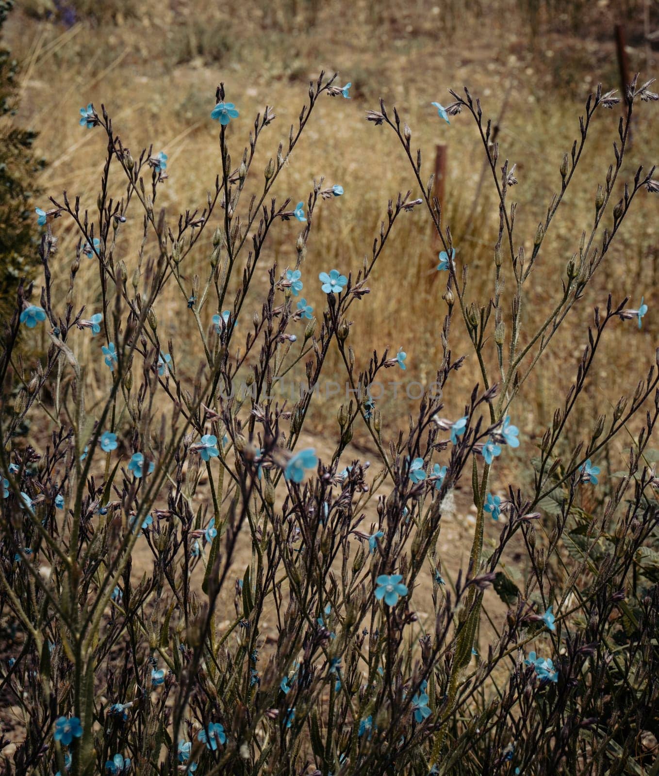 Small blue flax blossom flowers on wild field concept photo. by _Nataly_Nati_