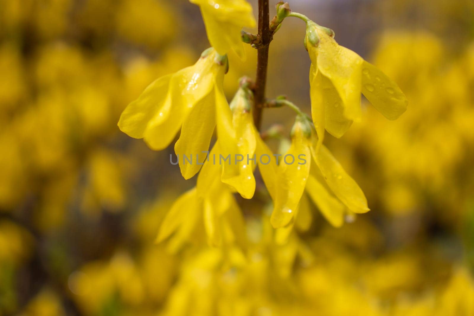 Close up branch of yellow flowers of Forsythia plant concept photo. Easter tree. Blurred background. Golden bell. Yellow flower on a branch. The beauty of spring nature.