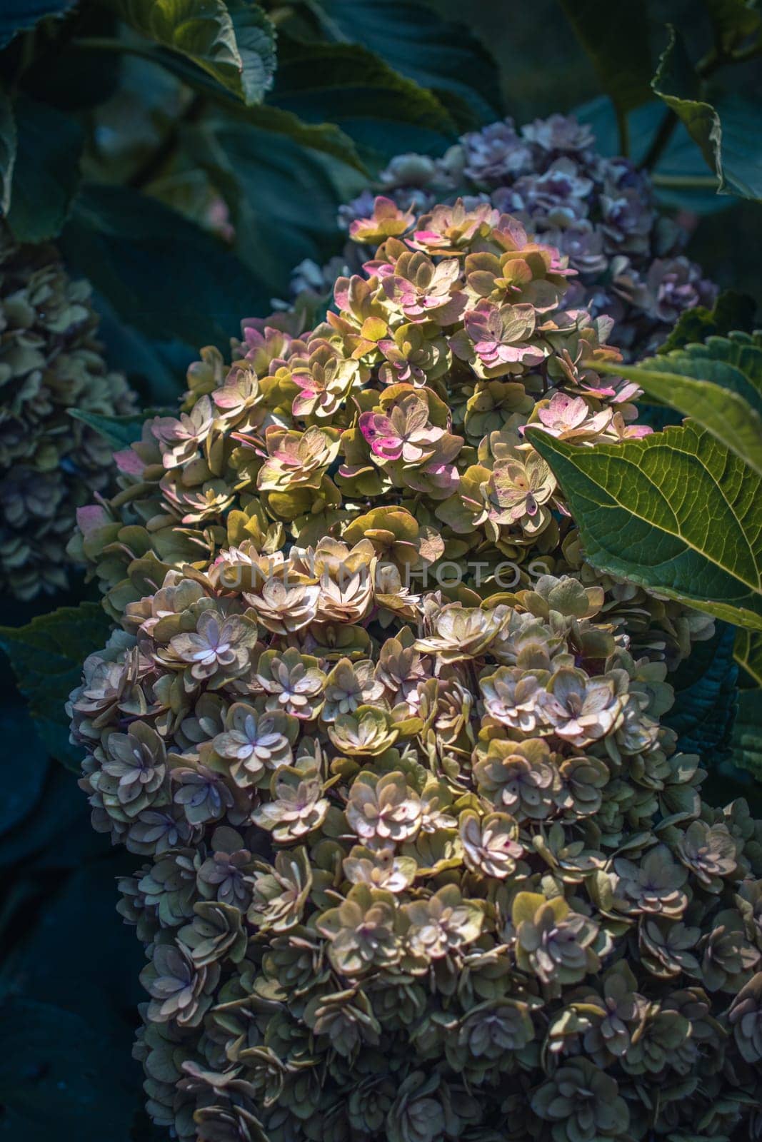 Close up sunny morning flowers in the garden concept photo. by _Nataly_Nati_