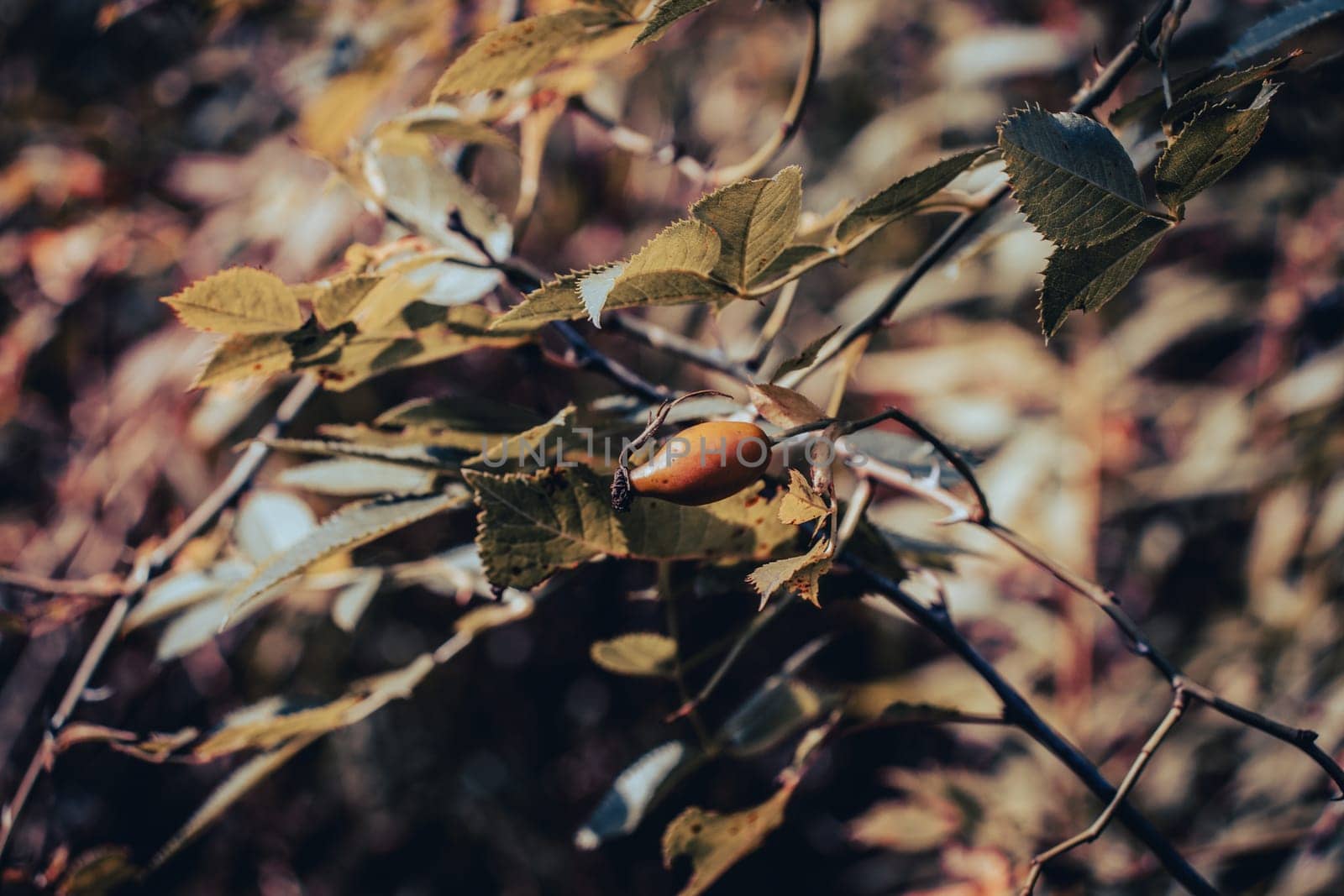 Berries of a dog rose under sunlight autumn concept photo. Hips bush with ripe berries. Front view photography with blurred magical background. High quality picture for wallpaper