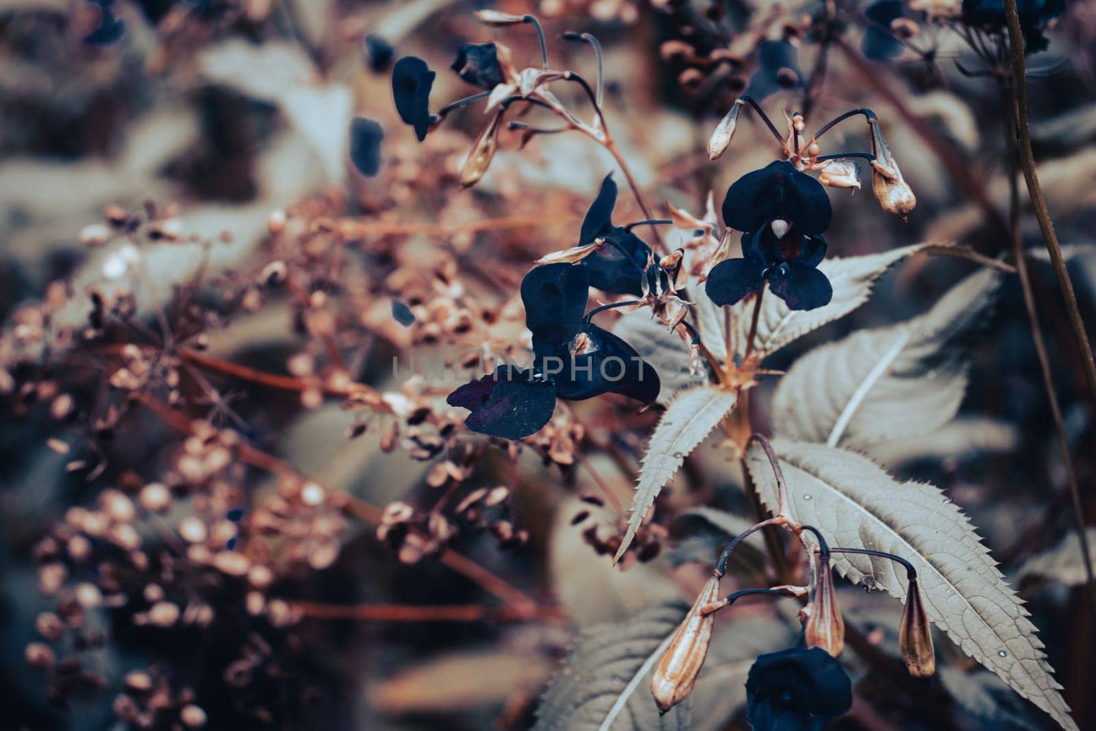 Close up black meadow wildflowers concept photo. Countryside at autumn season. Garden blossom. Front view photography with blurred background. High quality picture for wallpaper