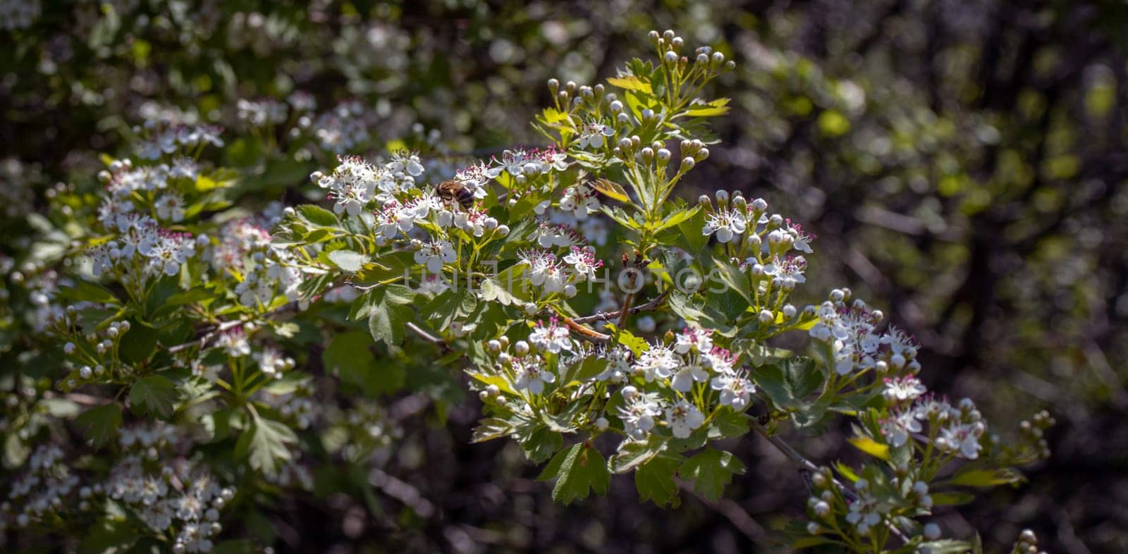 Close up blackthorn bush in the garden concept photo. Countryside at spring season. Spring park blossom background