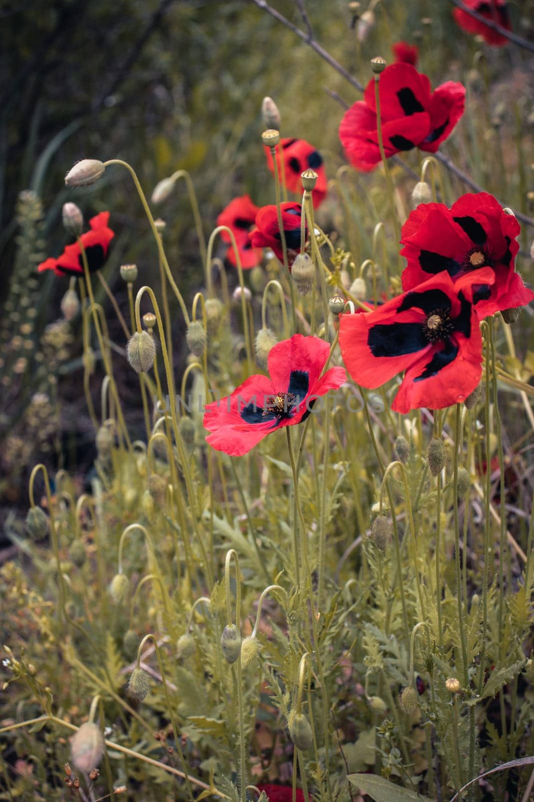 Blooming poppy flower meadows landscape concept photo. Countryside at spring season. Garden blossom background