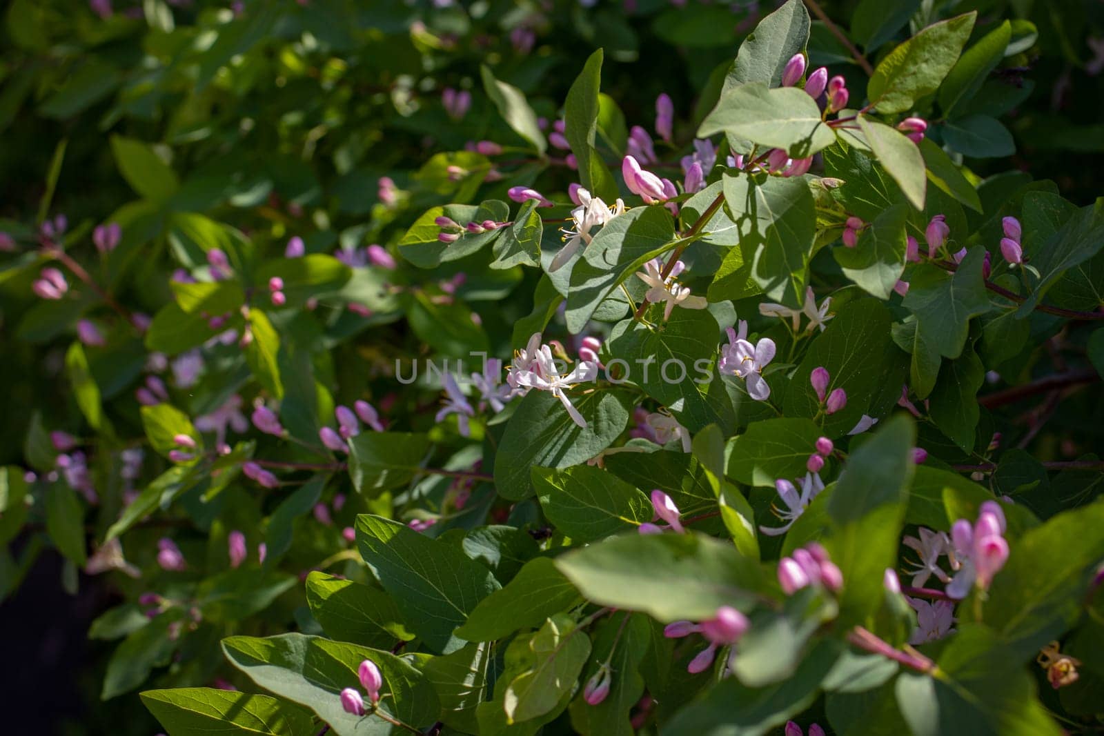 Blooming spring sunny bush in the garden concept photo. Countryside at spring season. Spring park blossom background