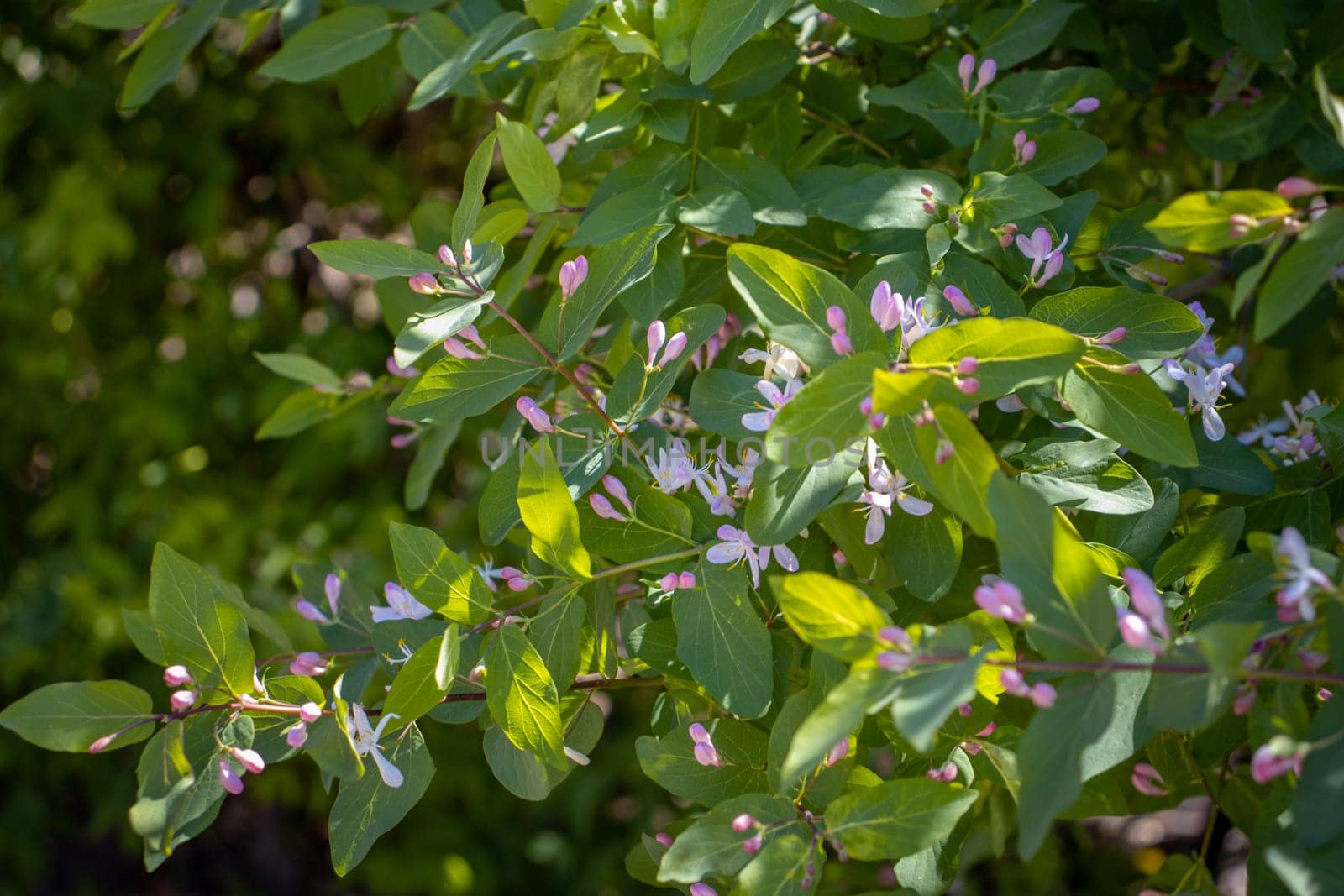 Blooming spring bush under sunlight concept photo. Countryside at spring season. Spring park blossom background