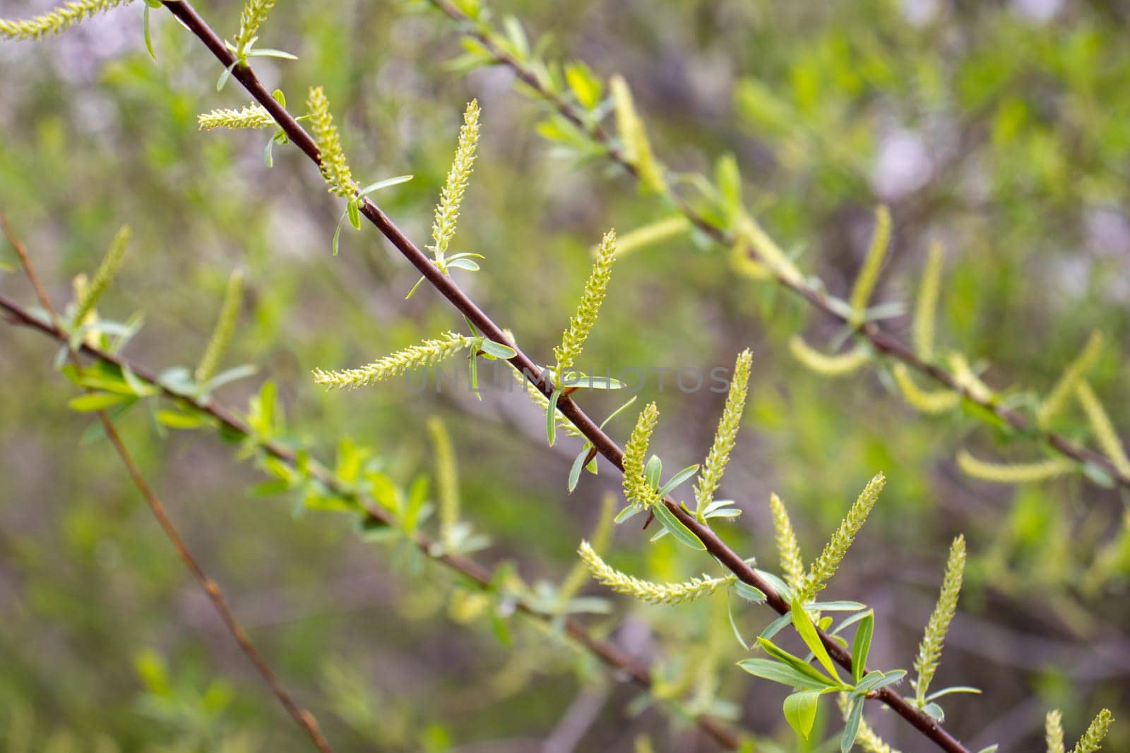 Close up green willow leaves concept photo. Young branches, stems in springtime. Front view photography with blurred background. High quality picture