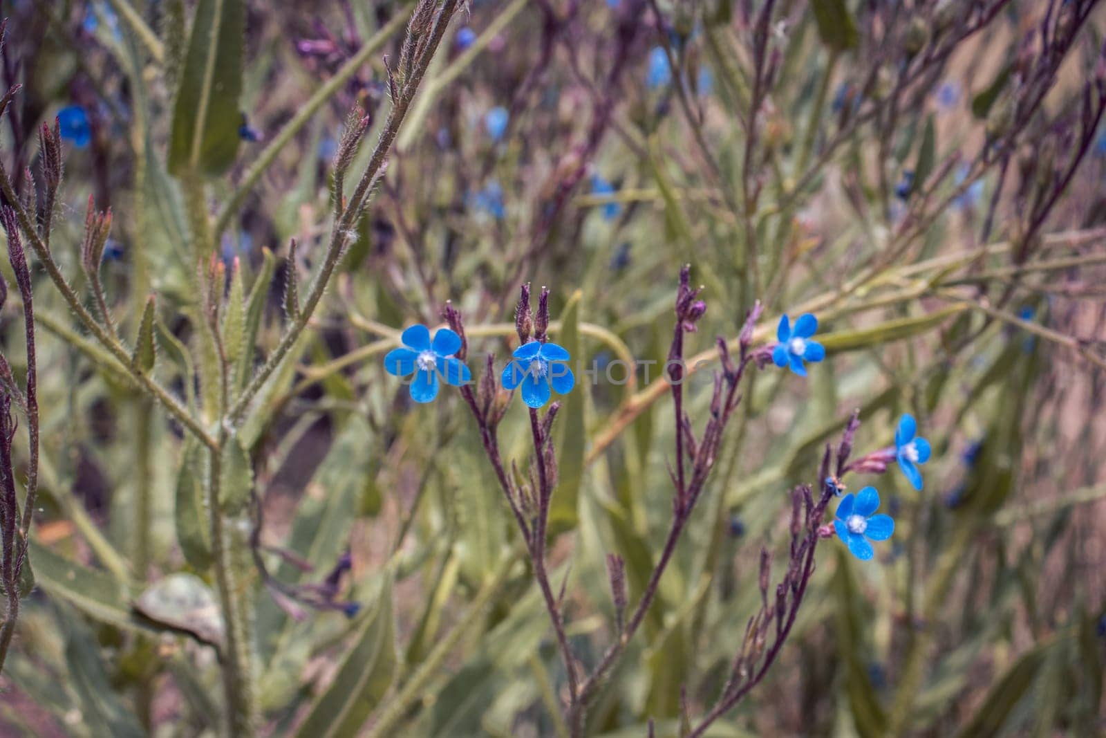 Close up blue flax blossom flowers on wild field concept photo. Photography with blurred background. Countryside at spring season. High quality picture for wallpaper