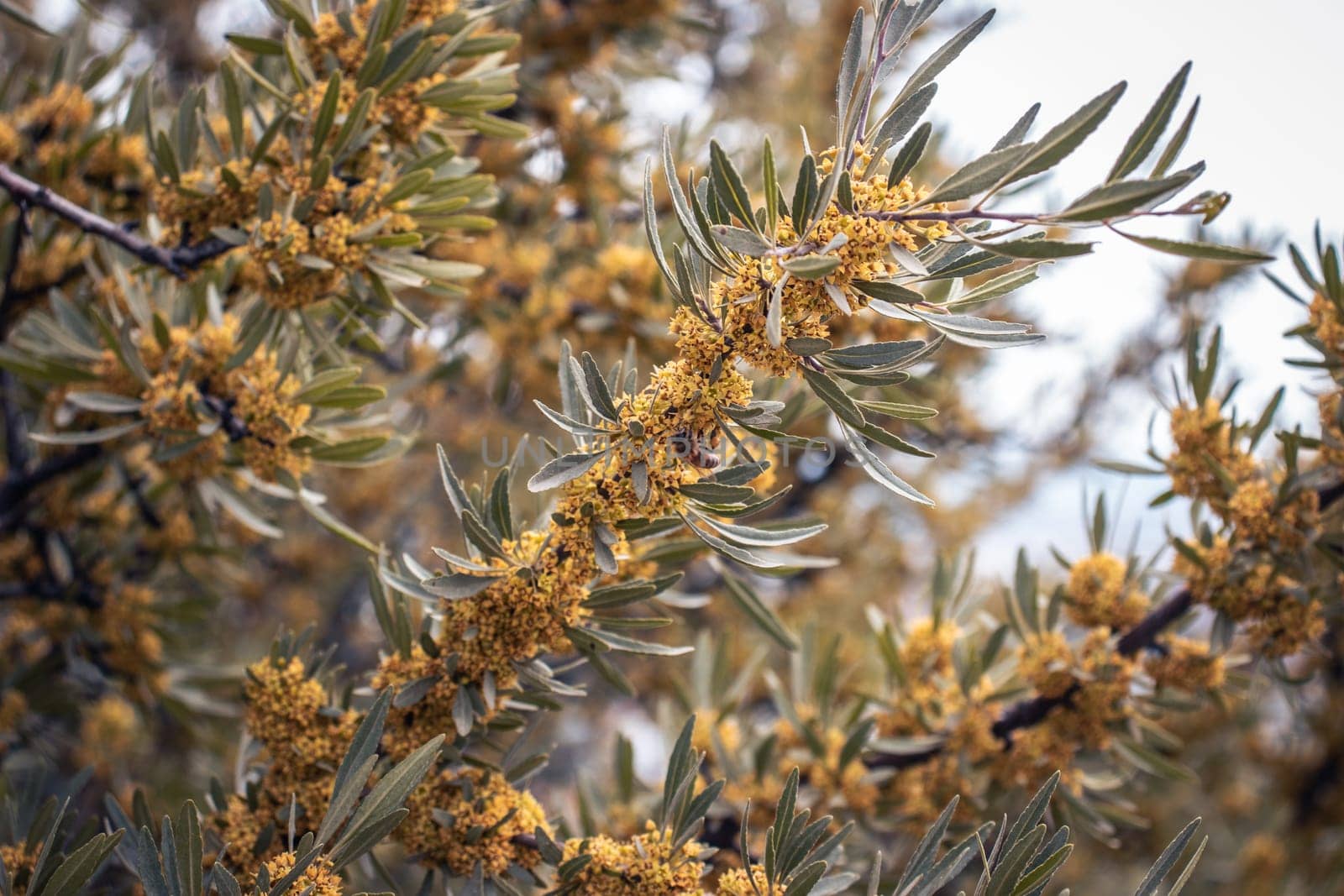 Little yellow flowers of blossoming sea buckthorn concept photo. Close up photo of blooming branch with pale silvery-green lanceolate leaves. Spring purple garden blossom background