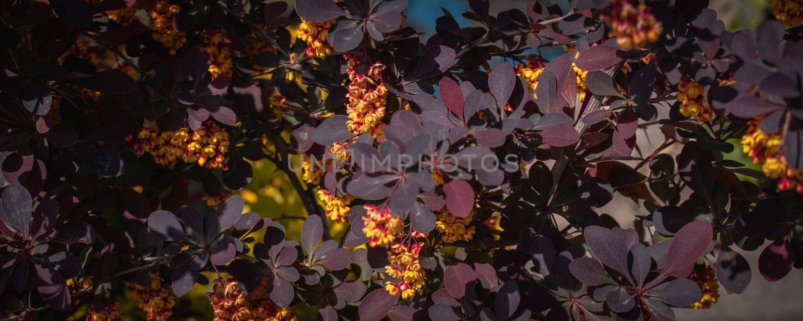 Close up blooming spring shrub under sun light concept photo. Countryside at spring season. Spring park blossom background