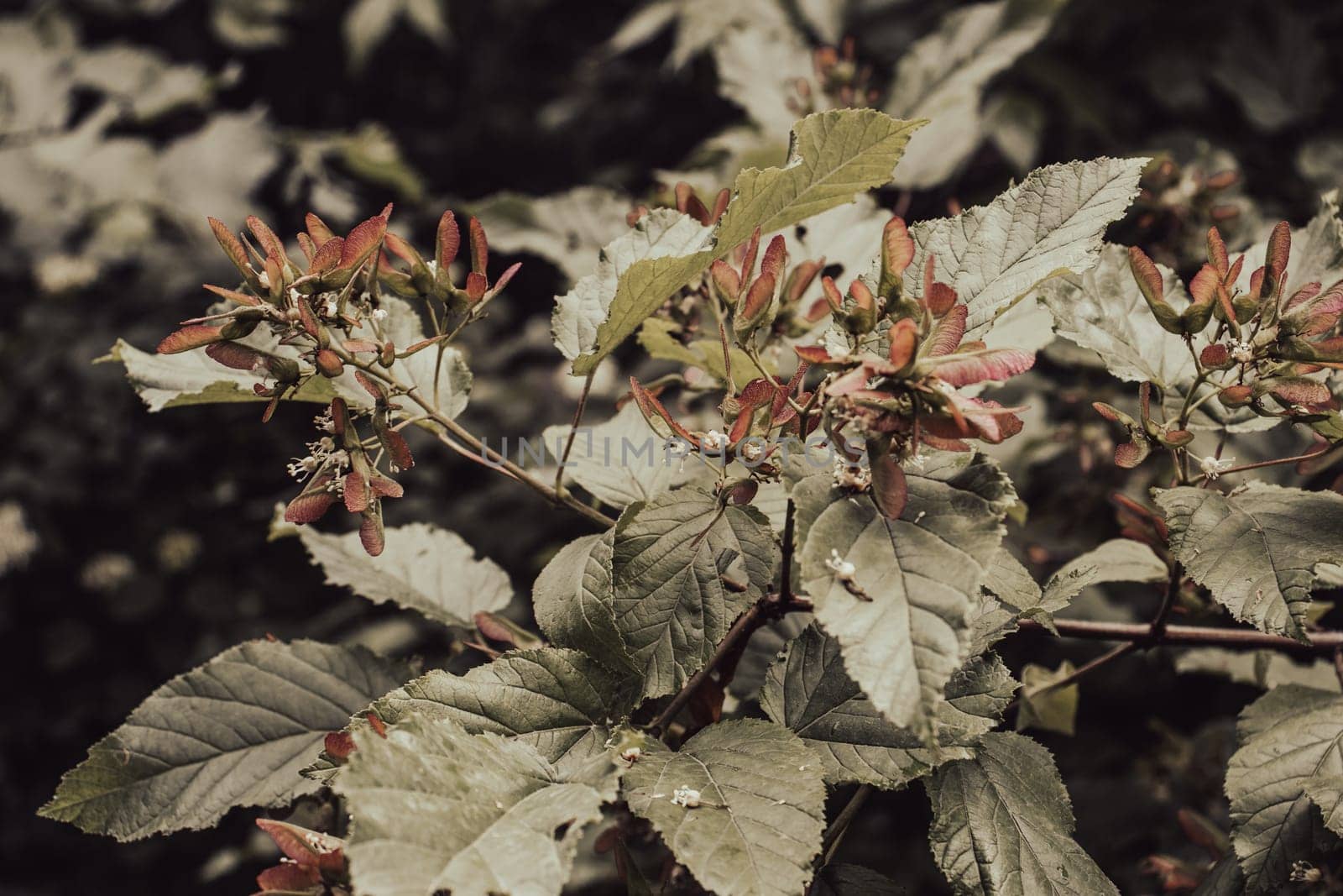 Beatiful green tree branches under spring rain concept photo. Young spring bush, stems in springtime. High quality picture for wallpaper