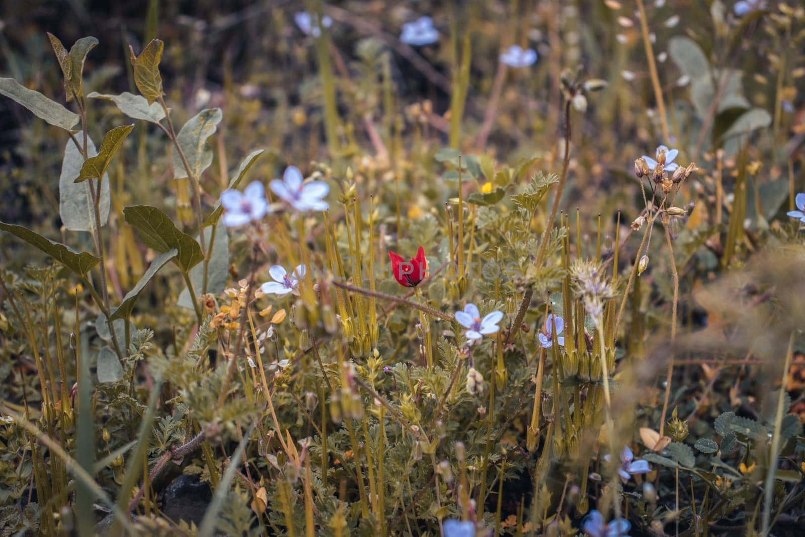 Close up colorful wildflowers in summer meadow concept photo. Countryside at spring season. Garden blossom background