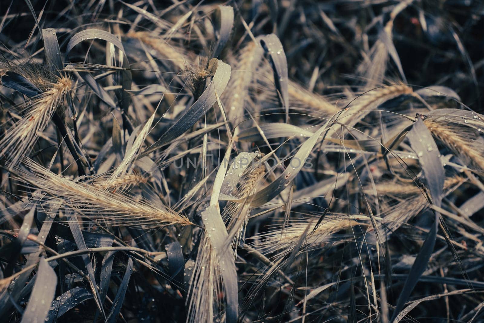 Close up morning rain drops on green wheat concept photo. Wet bright lawn. by _Nataly_Nati_