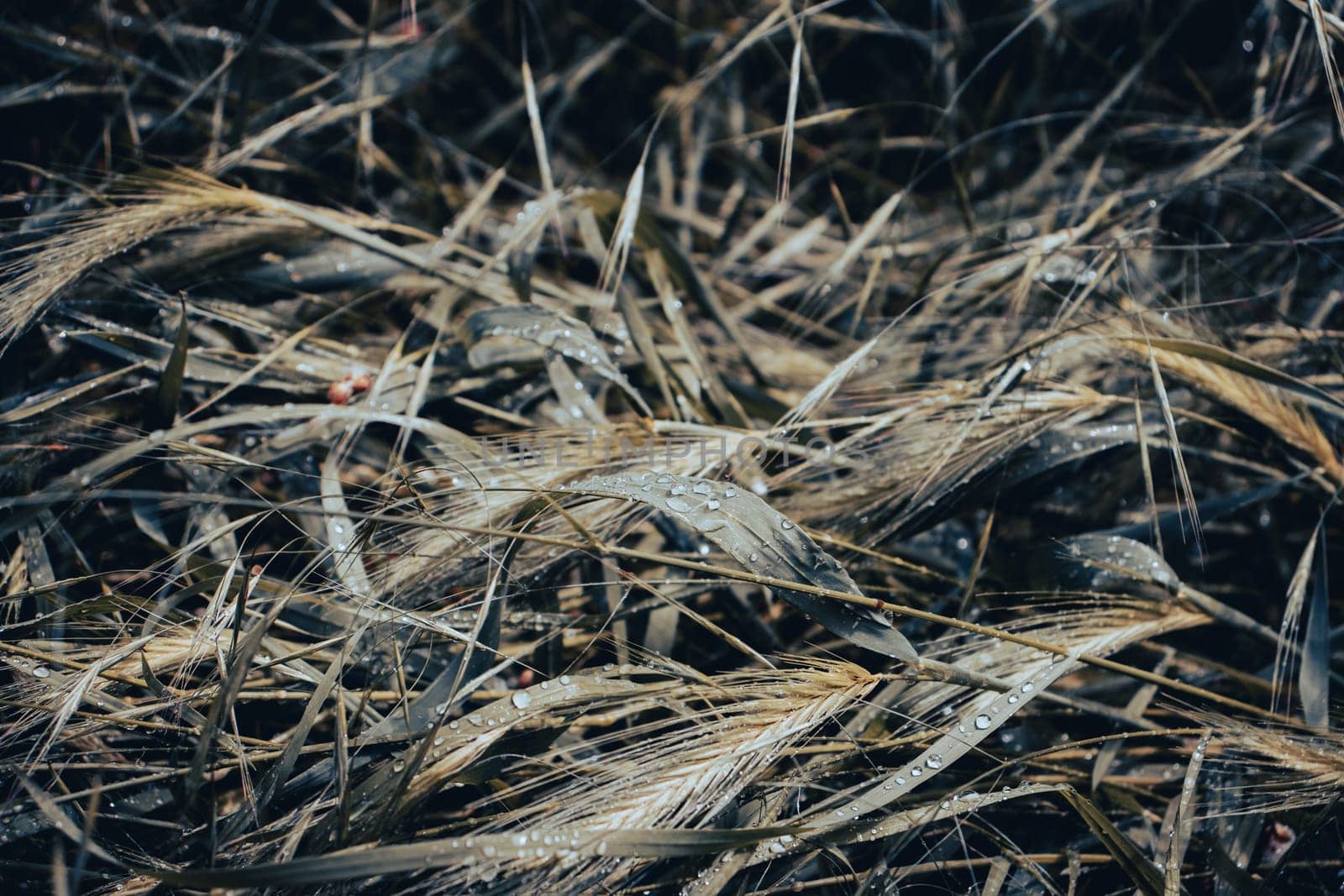 Close up morning rain drops on green wheat concept photo. Wet bright lawn. Rural landscapes under shining sunlight. Water droplets. High quality picture for wallpaper